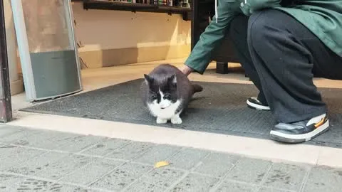 路边的奶牛猫