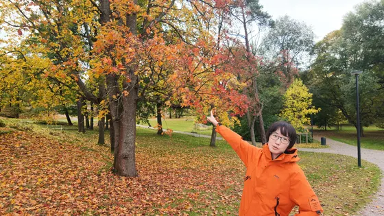 落叶合影