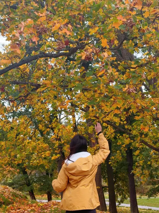 落叶合影